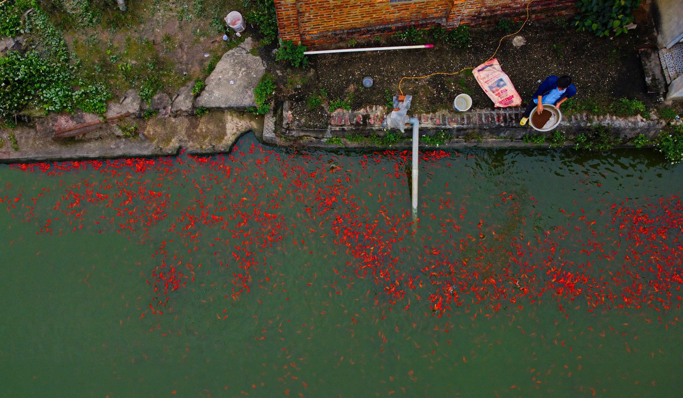 Nhộn nhịp thủ phủ cá chép đỏ cúng Tết ông Công, ông Táo - Ảnh 2