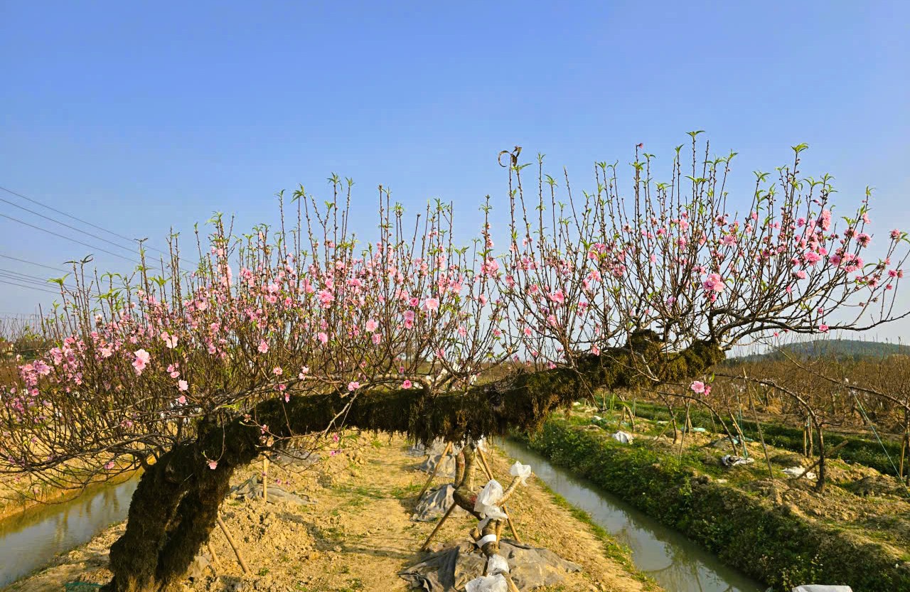 Hoa đào nở rộ, người trồng đào lo mất Tết - Ảnh 2