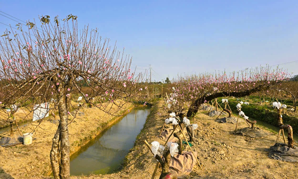 Hoa đào nở rộ, người trồng đào lo mất Tết - Ảnh 9