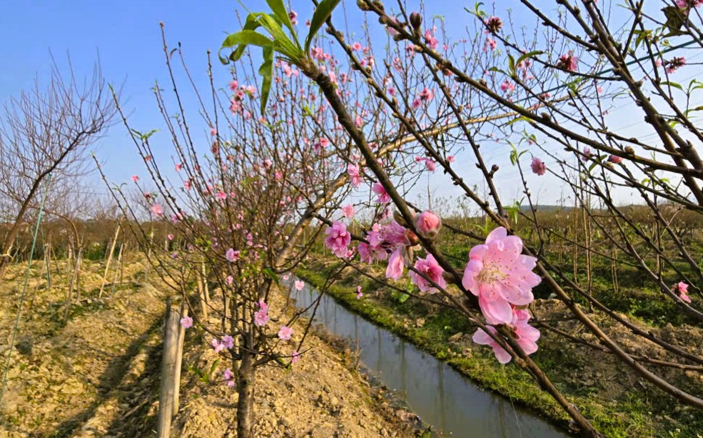 Hoa đào nở rộ, người trồng đào lo mất Tết - Ảnh 17