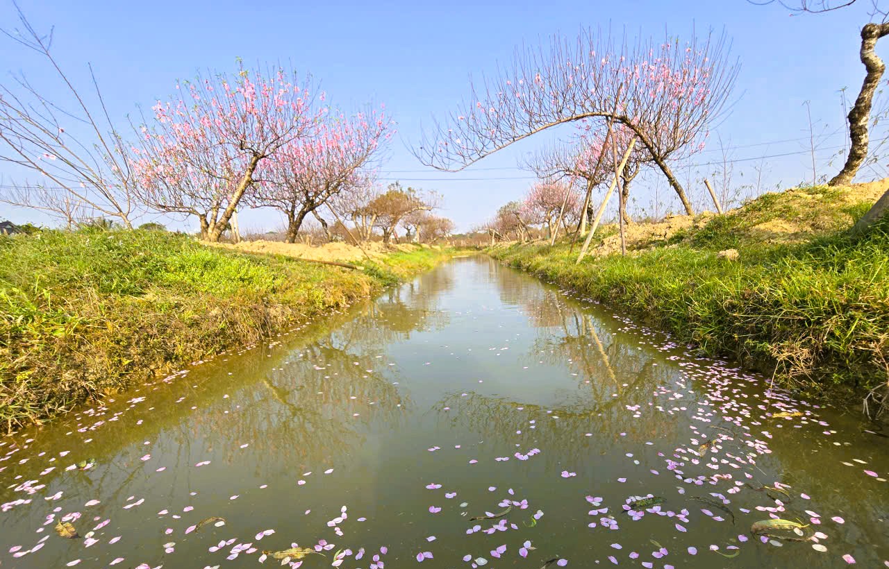 Hoa đào nở rộ, người trồng đào lo mất Tết - Ảnh 13