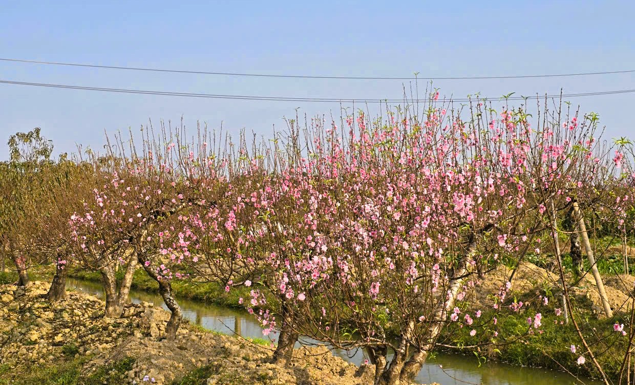 Hoa đào nở rộ, người trồng đào lo mất Tết - Ảnh 1