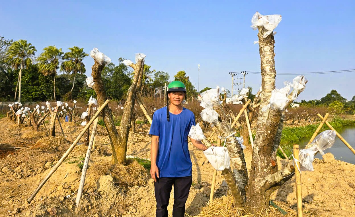 Hoa đào nở rộ, người trồng đào lo mất Tết - Ảnh 8