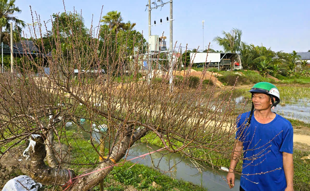 Hoa đào nở rộ, người trồng đào lo mất Tết - Ảnh 11