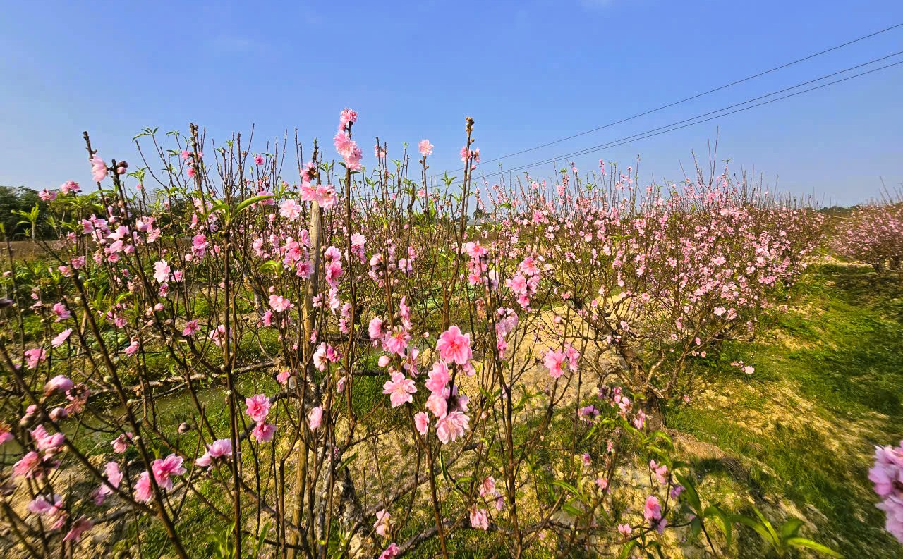 Hoa đào nở rộ, người trồng đào lo mất Tết - Ảnh 3