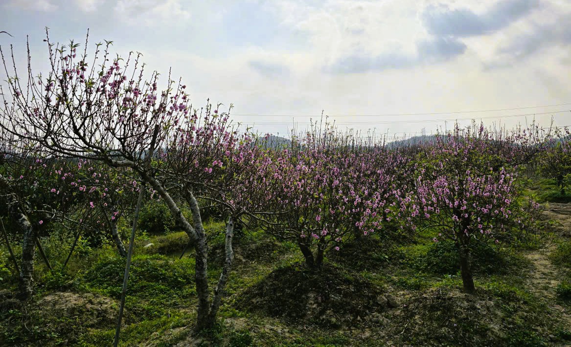 Hoa đào nở rộ, người trồng đào lo mất Tết - Ảnh 5