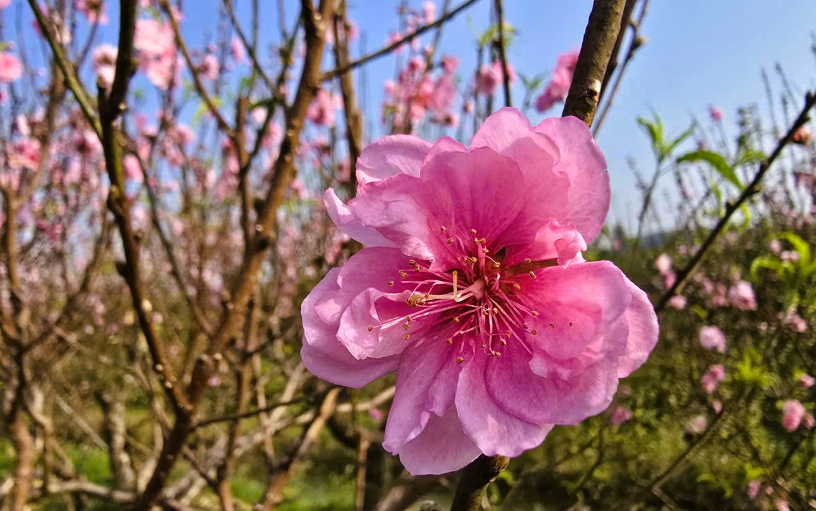 Hoa đào nở rộ, người trồng đào lo mất Tết - Ảnh 14