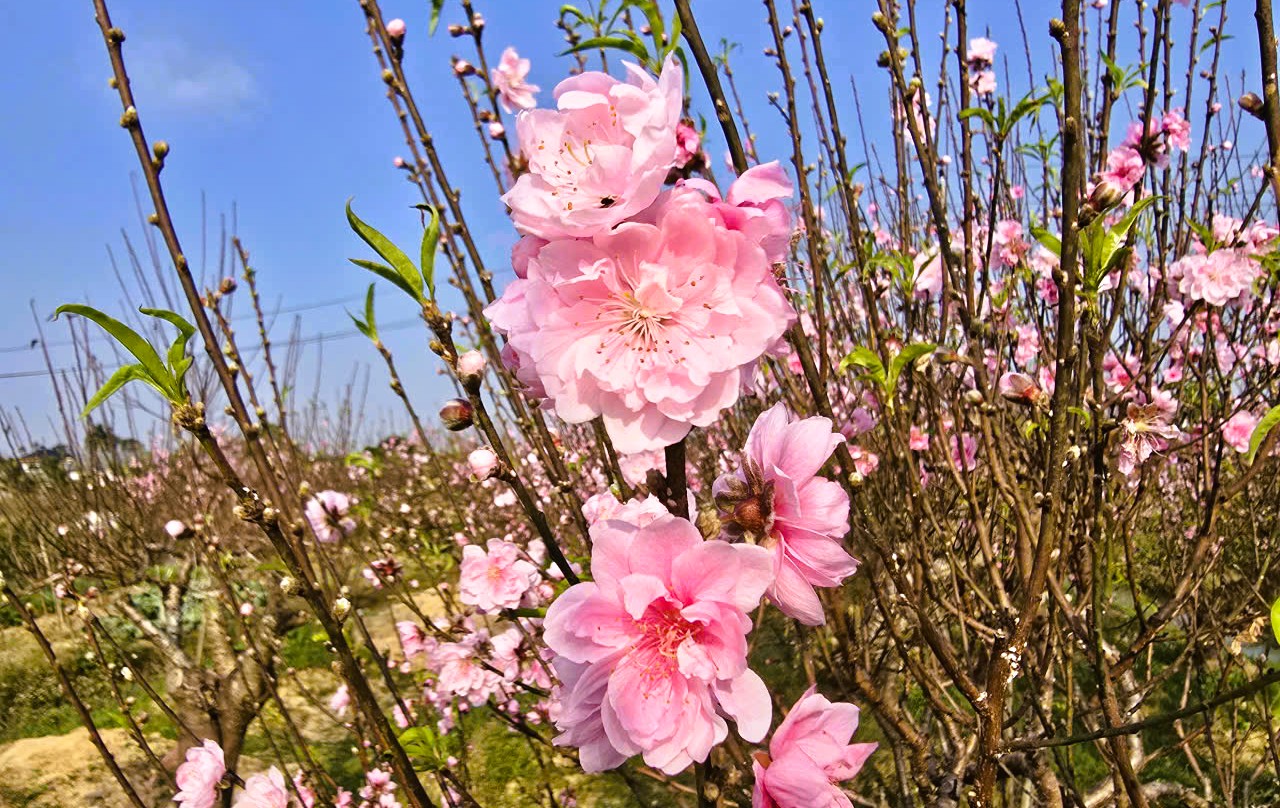 Hoa đào nở rộ, người trồng đào lo mất Tết - Ảnh 16