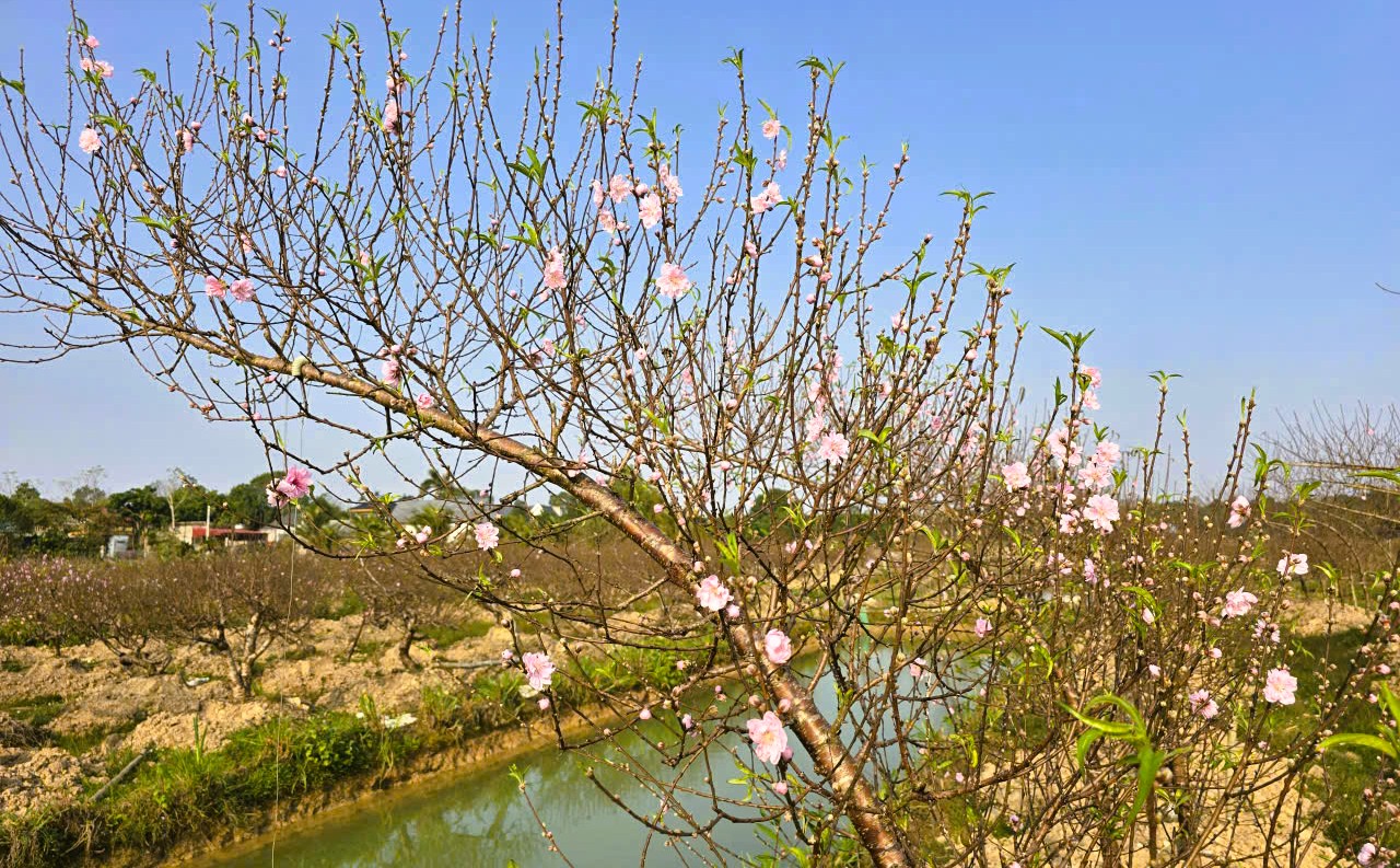 Hoa đào nở rộ, người trồng đào lo mất Tết - Ảnh 15