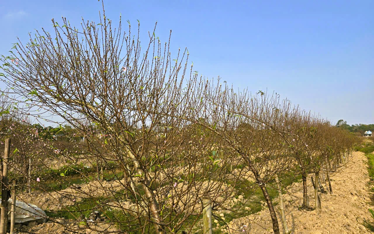 Hoa đào nở rộ, người trồng đào lo mất Tết - Ảnh 12