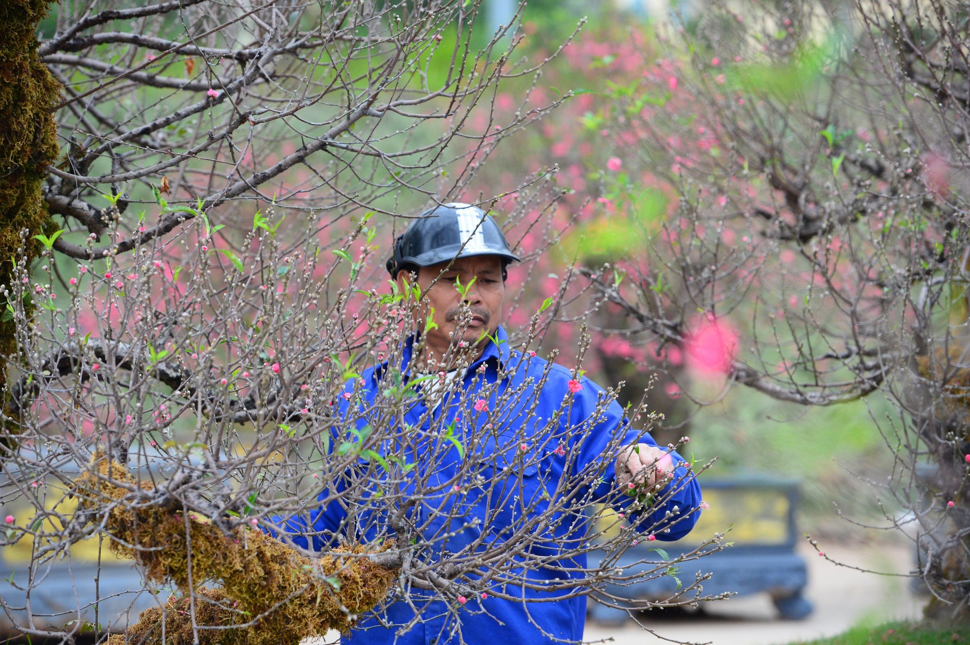 Dàn "lão đào" Tây Bắc xuống phố Thủ đô, giá thuê hàng chục triệu đồng mỗi gốc - Ảnh 5