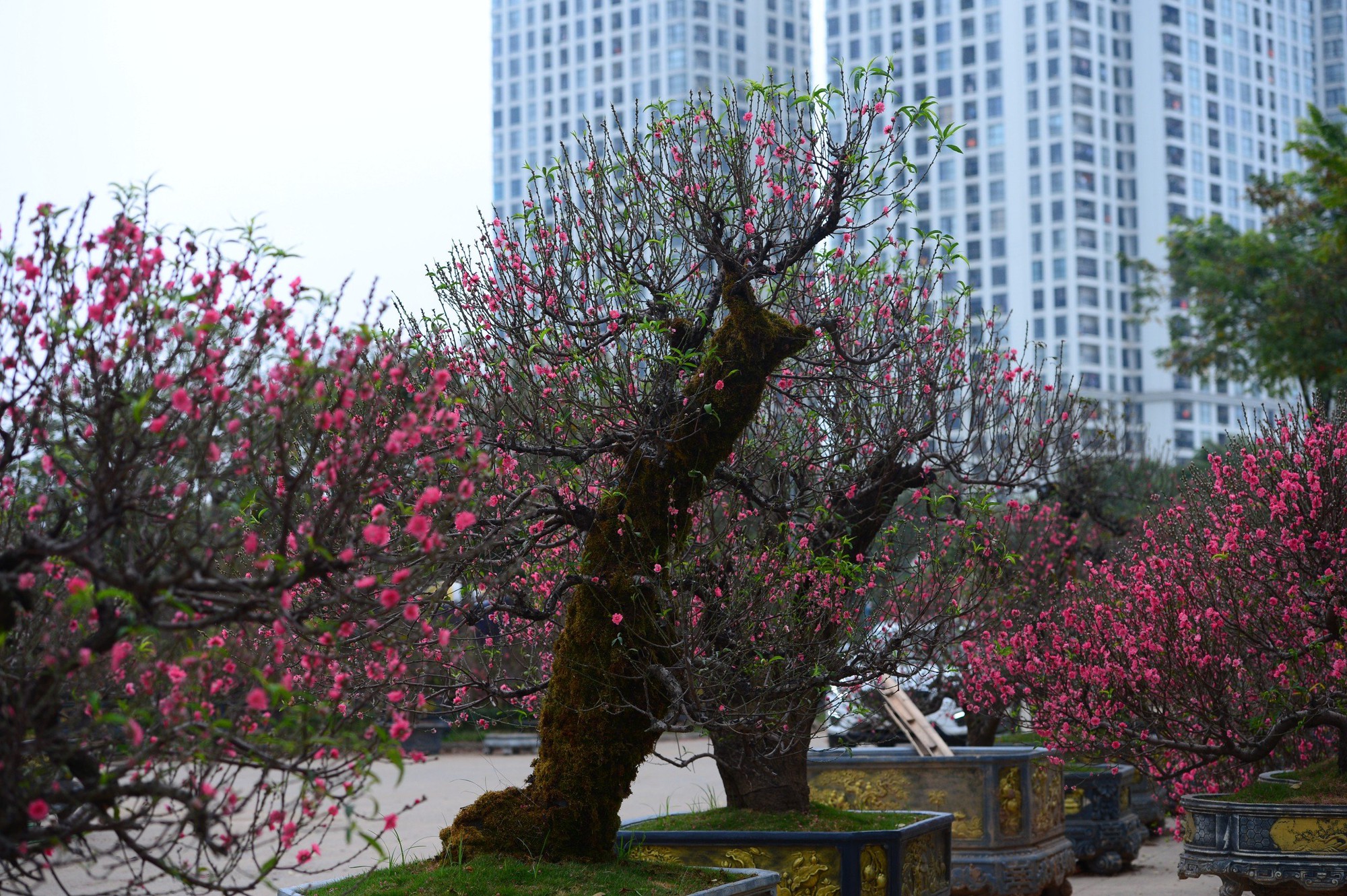 Dàn "lão đào" Tây Bắc xuống phố Thủ đô, giá thuê hàng chục triệu đồng mỗi gốc - Ảnh 6