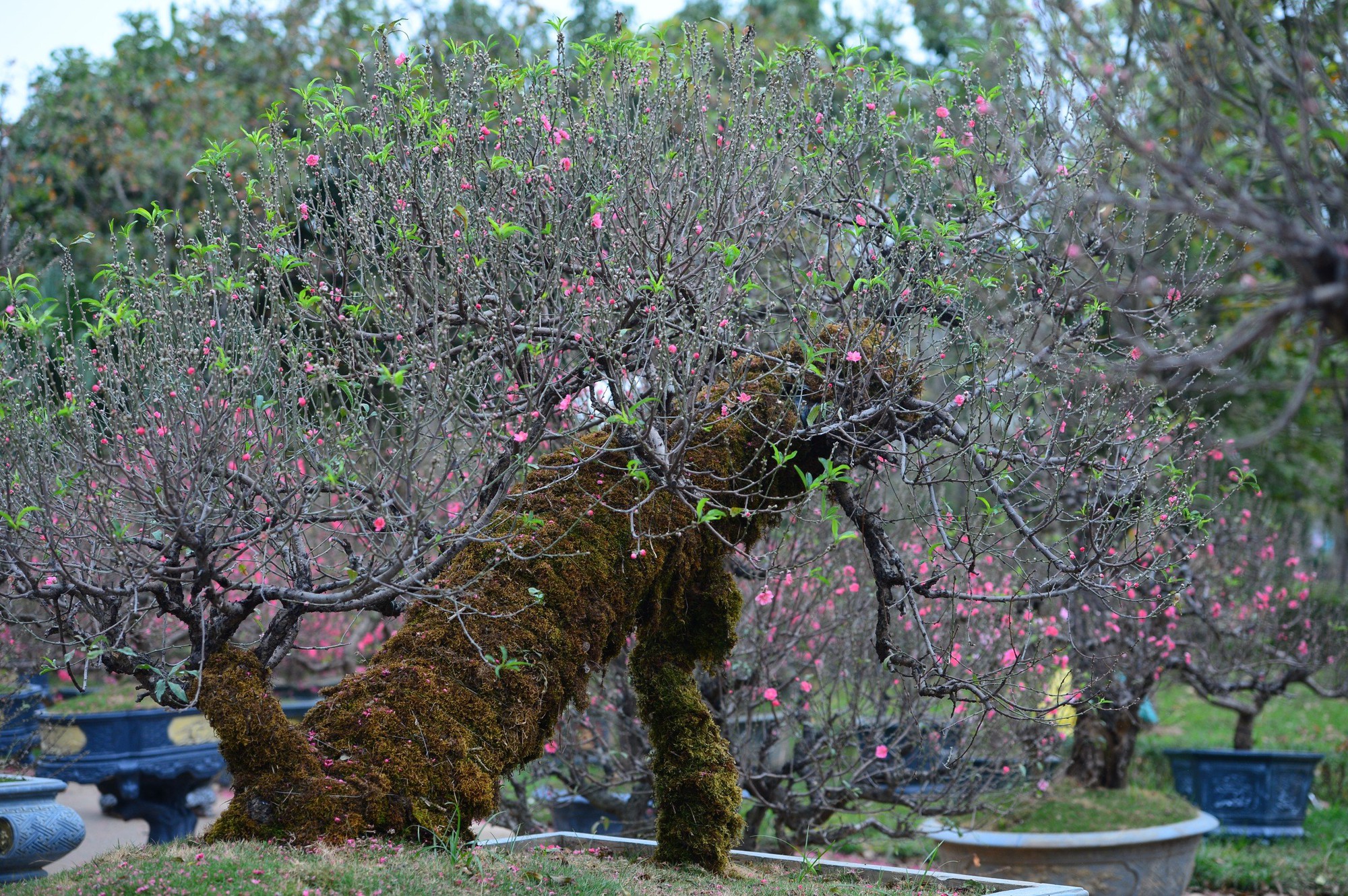 Dàn "lão đào" Tây Bắc xuống phố Thủ đô, giá thuê hàng chục triệu đồng mỗi gốc - Ảnh 3