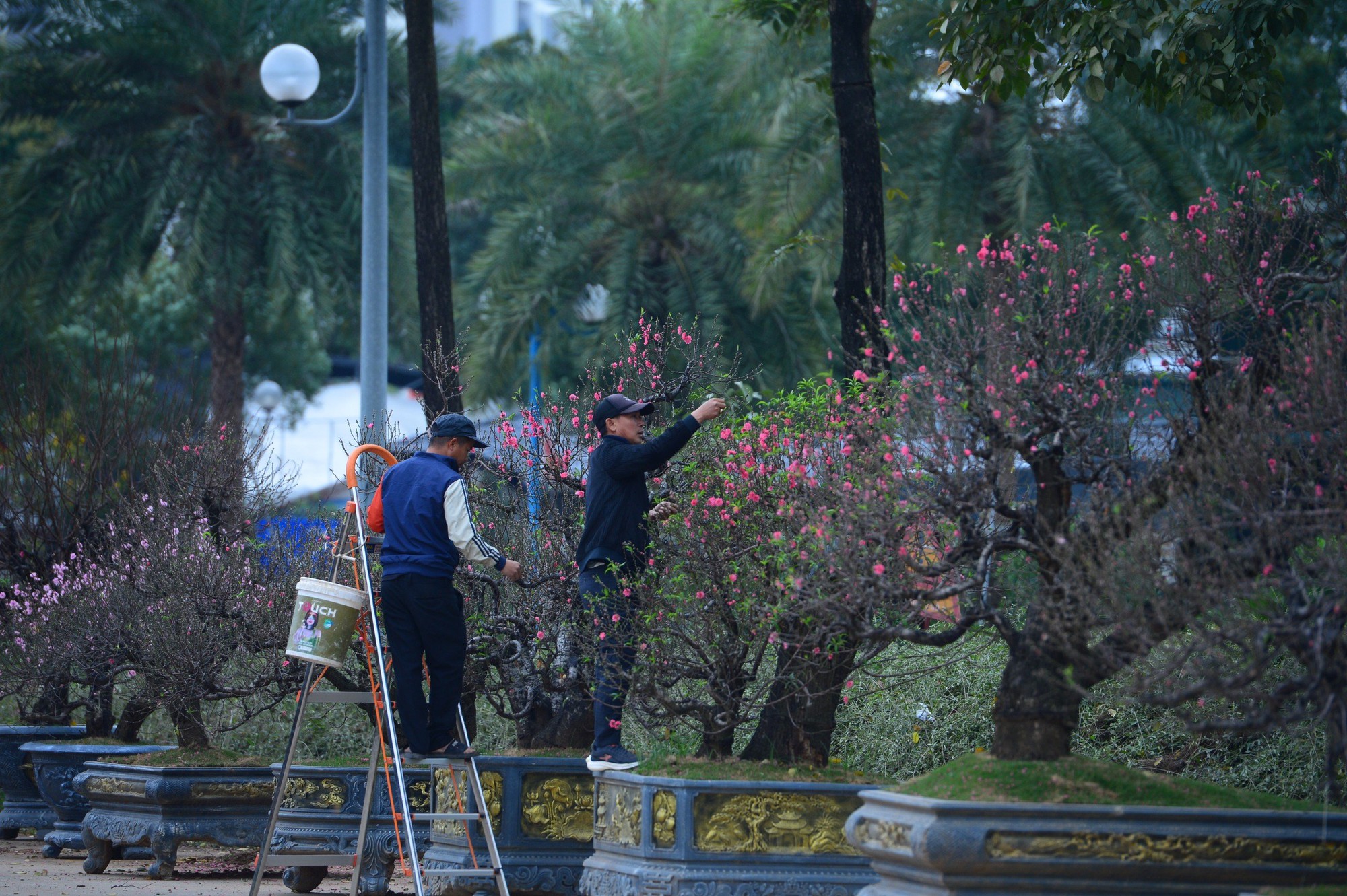 Dàn "lão đào" Tây Bắc xuống phố Thủ đô, giá thuê hàng chục triệu đồng mỗi gốc - Ảnh 4