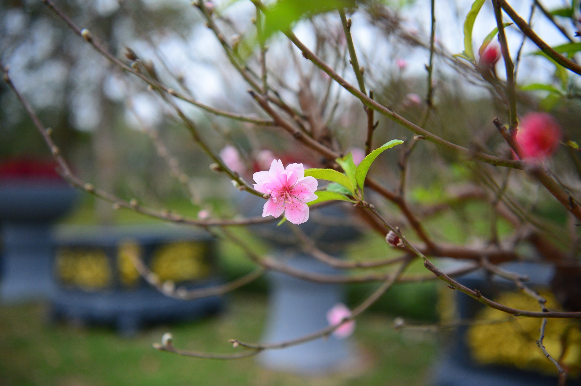 Dàn "lão đào" Tây Bắc xuống phố Thủ đô, giá thuê hàng chục triệu đồng mỗi gốc - Ảnh 10