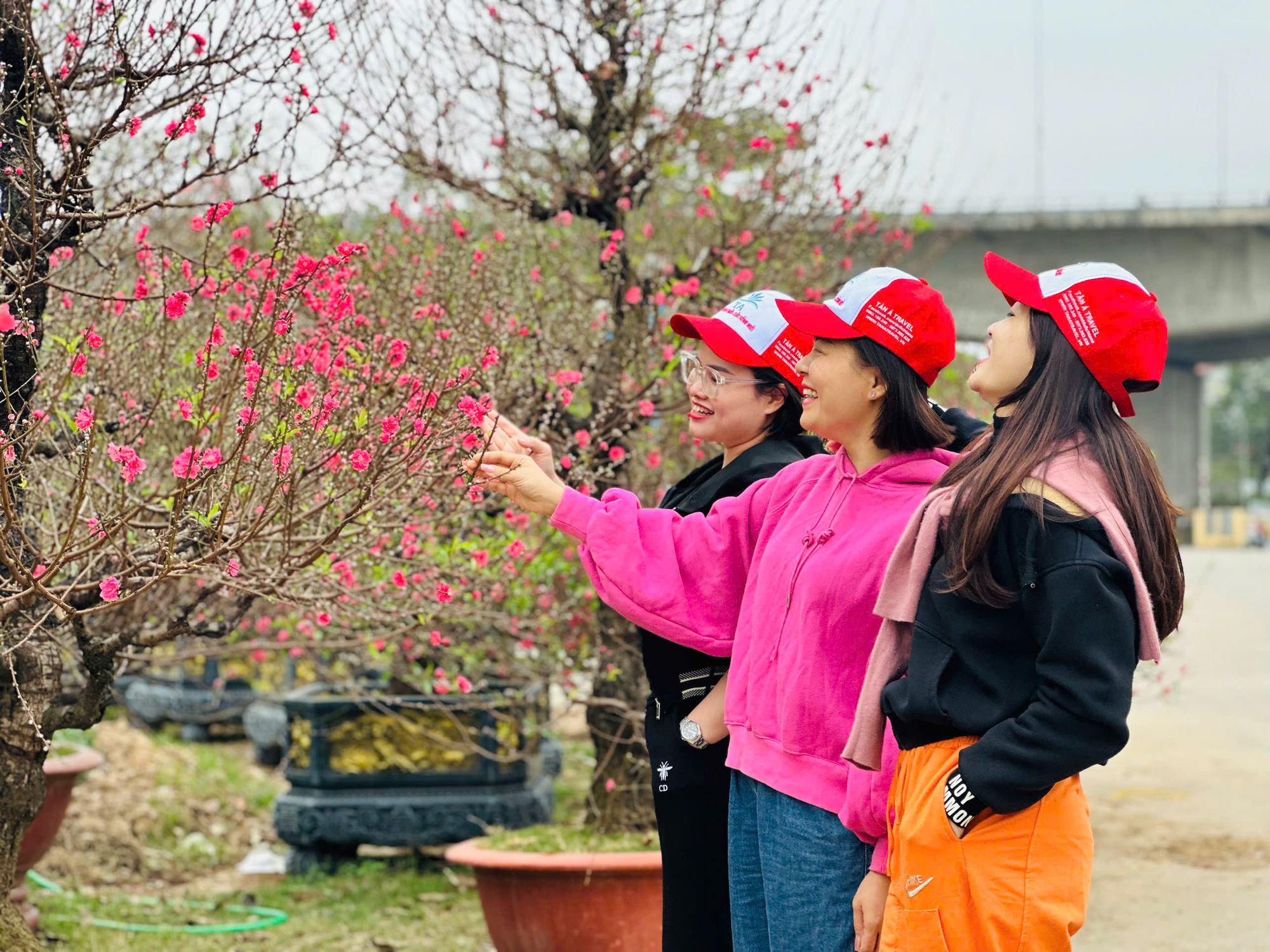 Dàn "lão đào" Tây Bắc xuống phố Thủ đô, giá thuê hàng chục triệu đồng mỗi gốc - Ảnh 7