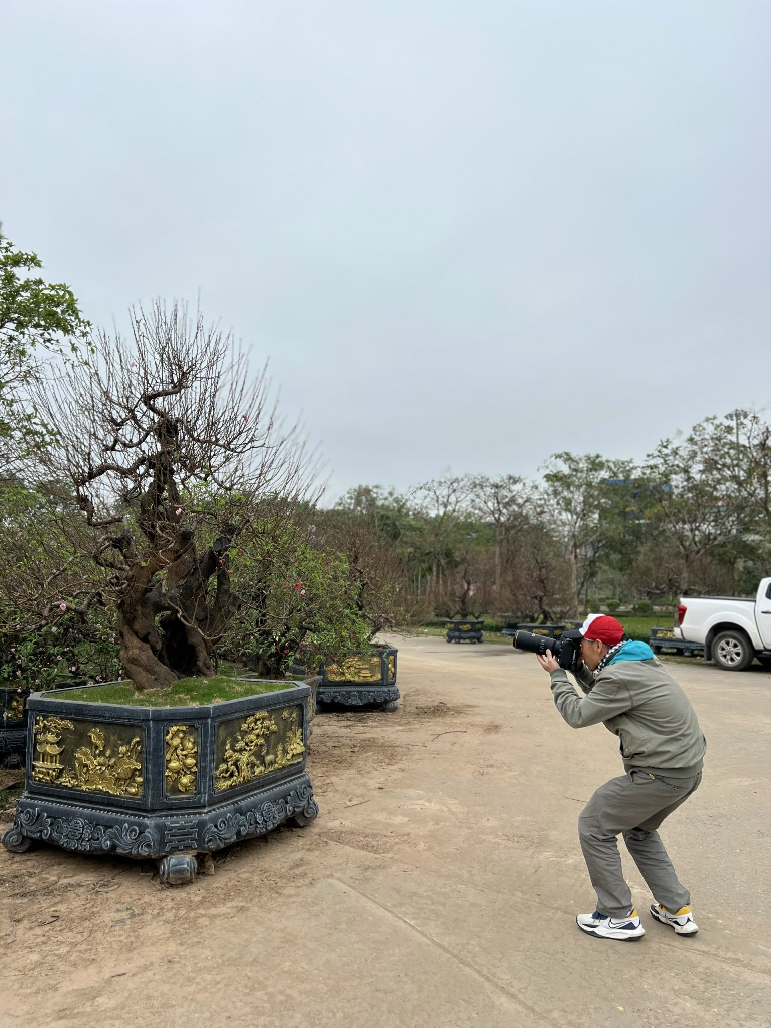 Dàn "lão đào" Tây Bắc xuống phố Thủ đô, giá thuê hàng chục triệu đồng mỗi gốc - Ảnh 8