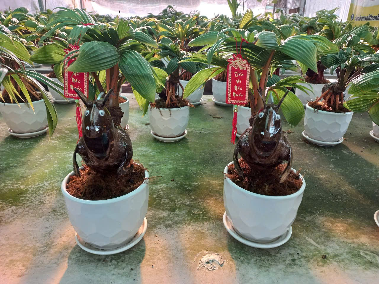 Dừa Tết độc lạ: Từ dát vàng 24K đến bonsai ngựa ‘thiên thần’ - Ảnh 8