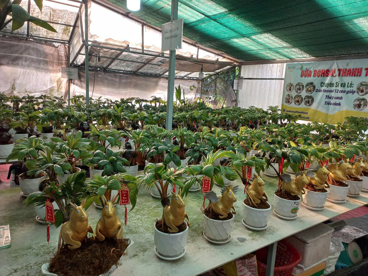 Dừa Tết độc lạ: Từ dát vàng 24K đến bonsai ngựa ‘thiên thần’ - Ảnh 9