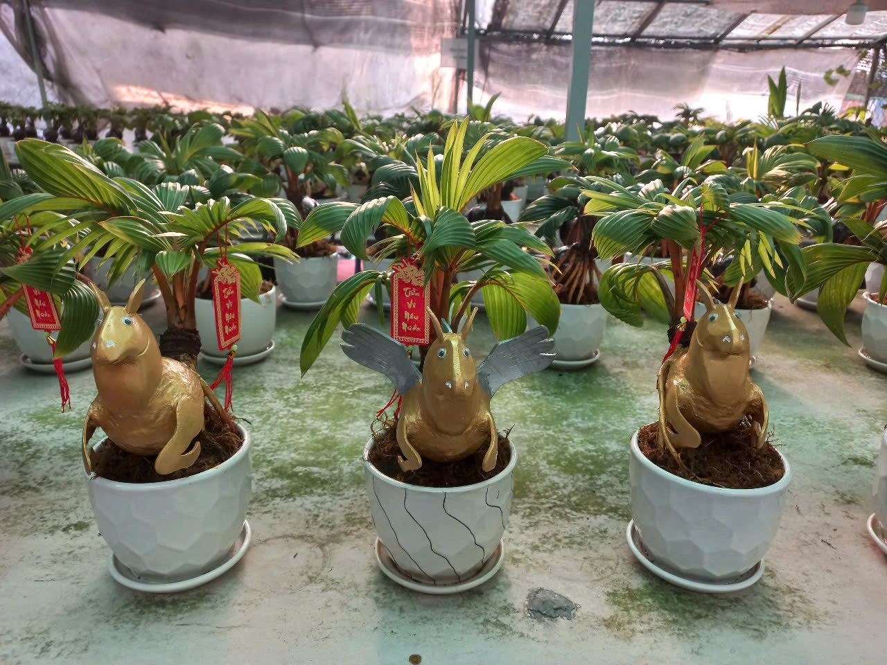 Dừa Tết độc lạ: Từ dát vàng 24K đến bonsai ngựa ‘thiên thần’ - Ảnh 6