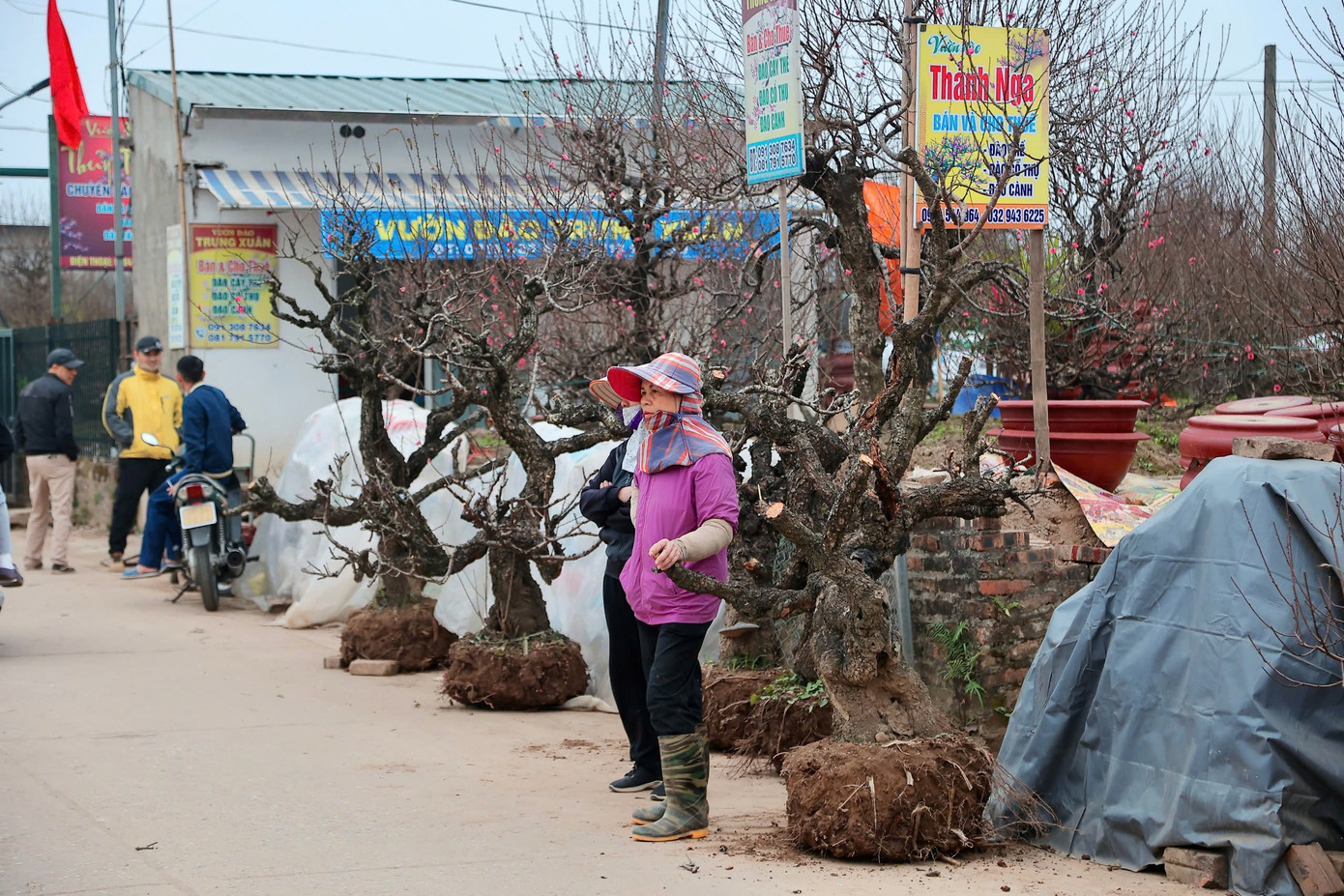 Người Hà Nội nhộn nhịp đi mua đào chơi Tết sớm - Ảnh 2