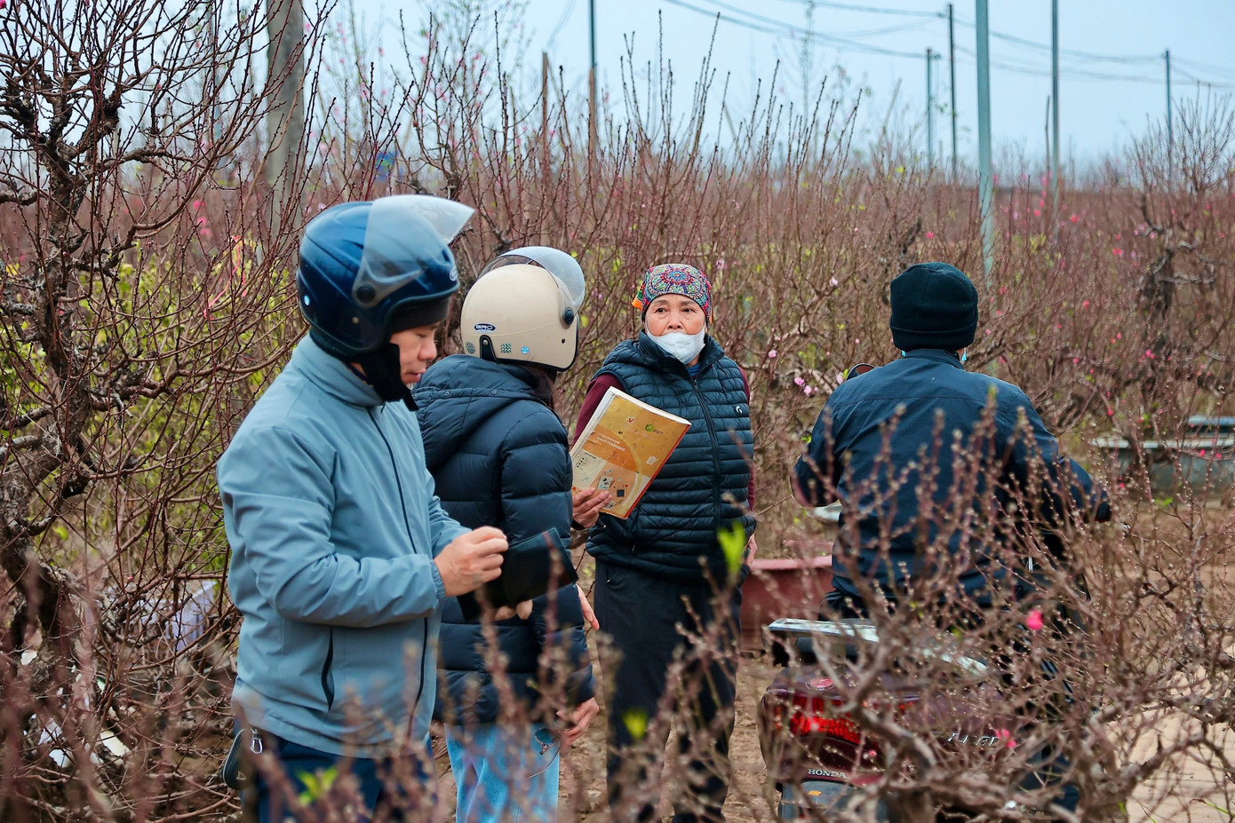 Người Hà Nội nhộn nhịp đi mua đào chơi Tết sớm - Ảnh 4