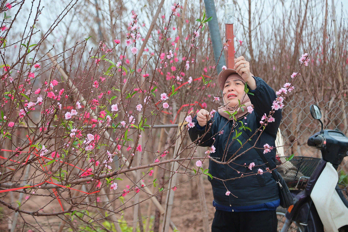 Người Hà Nội nhộn nhịp đi mua đào chơi Tết sớm - Ảnh 5