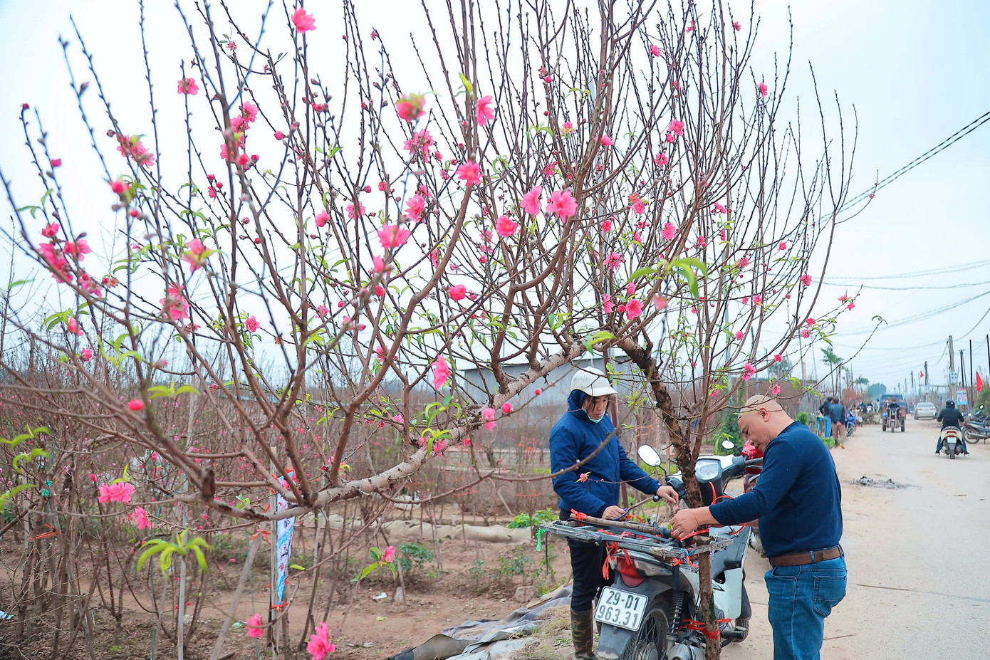 Người Hà Nội nhộn nhịp đi mua đào chơi Tết sớm - Ảnh 7