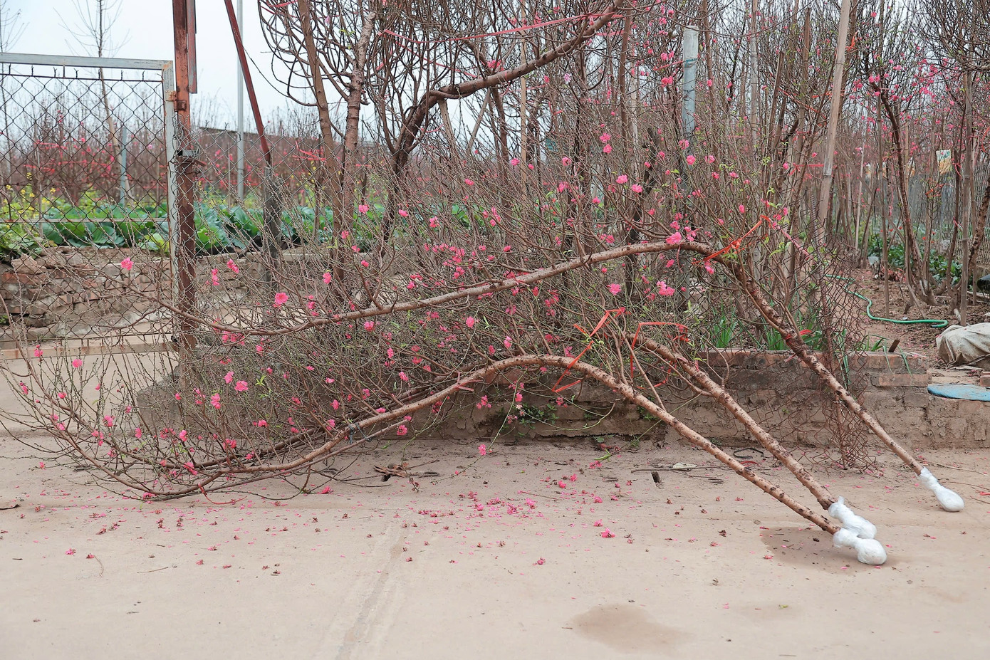 Người Hà Nội nhộn nhịp đi mua đào chơi Tết sớm - Ảnh 9