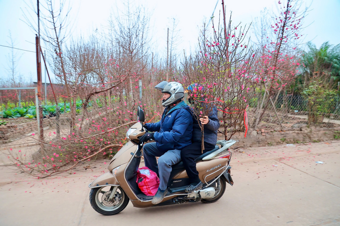 Người Hà Nội nhộn nhịp đi mua đào chơi Tết sớm - Ảnh 8