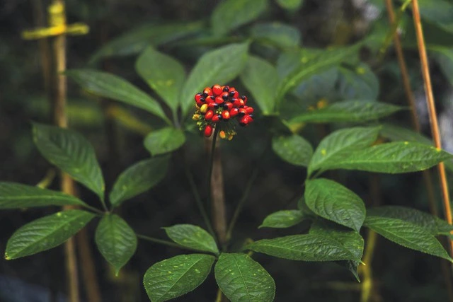 Sâm Ngọc Linh: Khi tinh hoa dược liệu Việt đồng hành cùng nhịp sống hiện đại - Ảnh 1