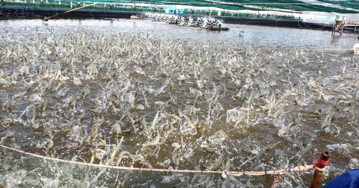 Vì sao dừng dự án chỉ dẫn địa lý tôm Bình Thuận?