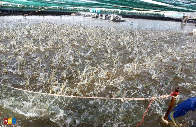 Vì sao dừng dự án chỉ dẫn địa lý tôm Bình Thuận? - Ảnh 3