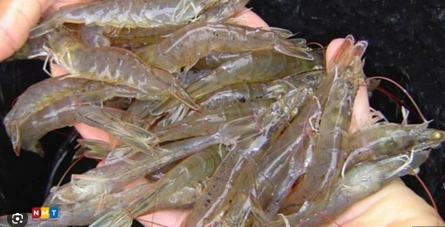 Vì sao dừng dự án chỉ dẫn địa lý tôm Bình Thuận? - Ảnh 4