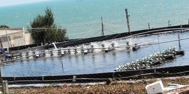 Dừng dự án 'tôm Bình Thuận' người nuôi tôm ảnh hưởng không ? - Ảnh 2