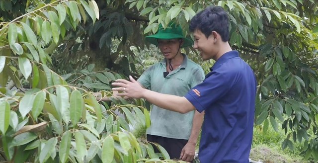 Phân bón NPK Việt Nhật, đâu phải chỉ riêng cho lúa - Ảnh 4