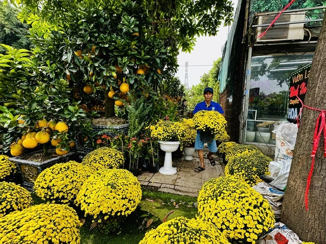 Chuyên gia thời tiết khuyến cáo đặc biệt với nhà vườn hoa tết - Ảnh 1