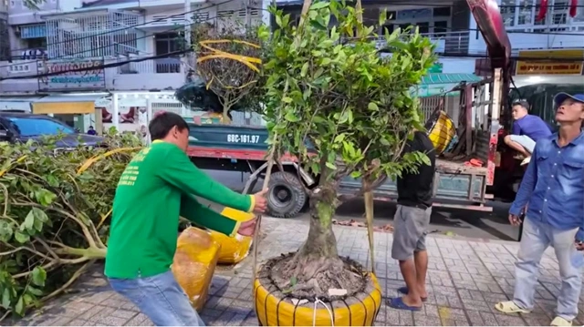 Săn kiểng độc, quả lạ chơi tết - Ảnh 2