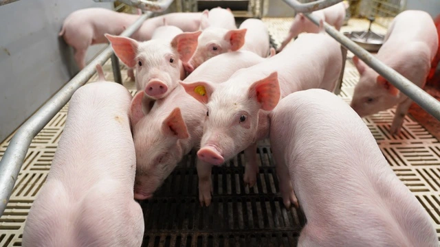 BAF Việt Nam: Cơ hội 'lội ngược dòng' sau chu kỳ biến động của ngành chăn nuôi - Ảnh 2