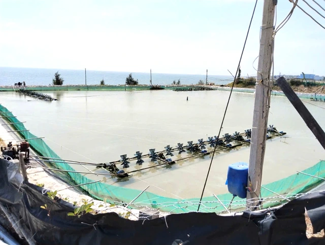 Dừng dự án 'tôm Bình Thuận' người nuôi tôm ảnh hưởng không ? - Ảnh 3