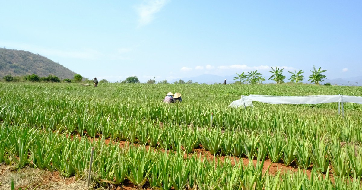 Cánh Đồng Việt dẫn đầu xu hướng nông nghiệp sạch và bền vững