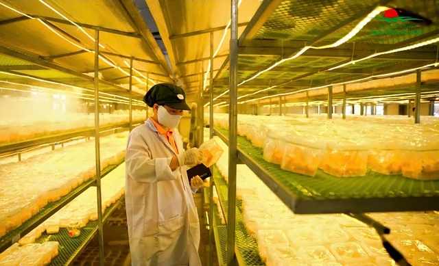 Đông trùng hạ thảo DalaNewfarm: Tất cả vì sức khỏe cộng đồng - Ảnh 3