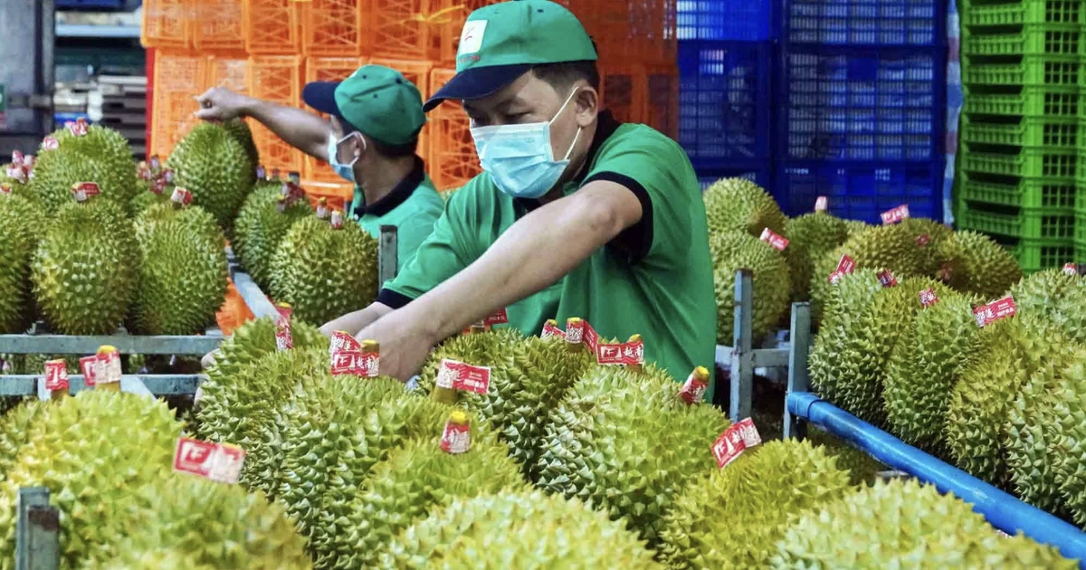 'Trái cây vua' sầu riêng sẽ đưa xuất khẩu rau quả lập kỳ tích 10 tỉ USD?