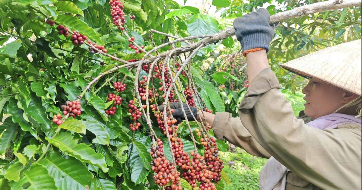 Nông sản được mùa, nông dân phấn khởi