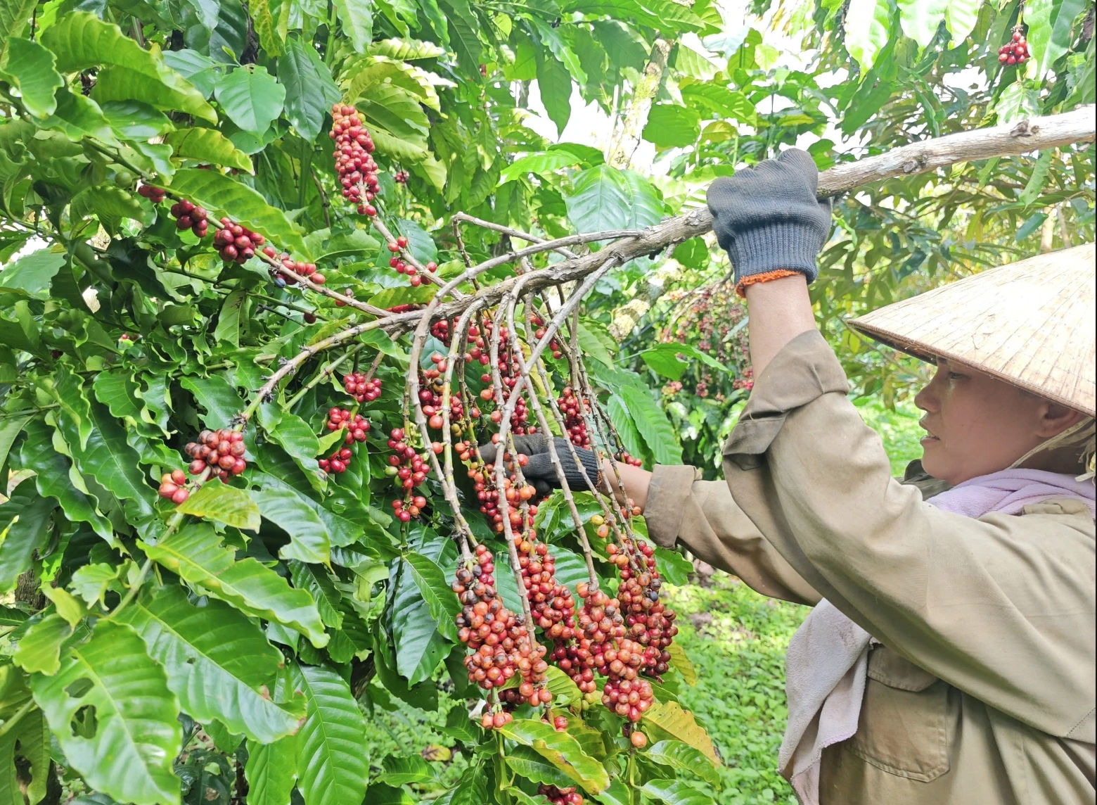 Nông sản được mùa, nông dân phấn khởi - Ảnh 1