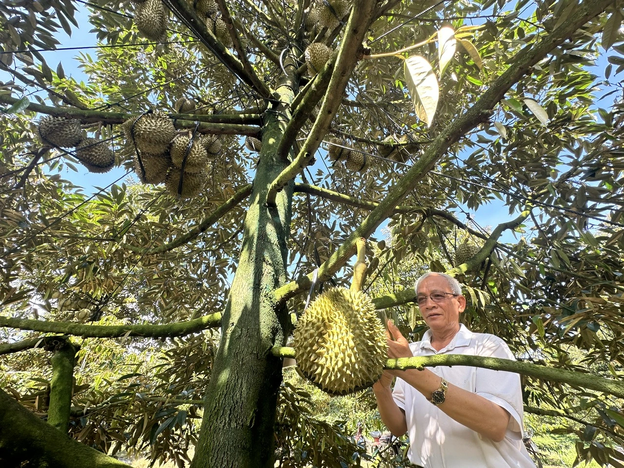 Nông sản được mùa, nông dân phấn khởi - Ảnh 2