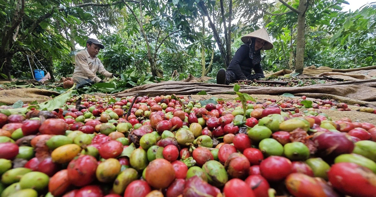 Làm gì để xuất khẩu nông sản lặp lại kỳ tích?