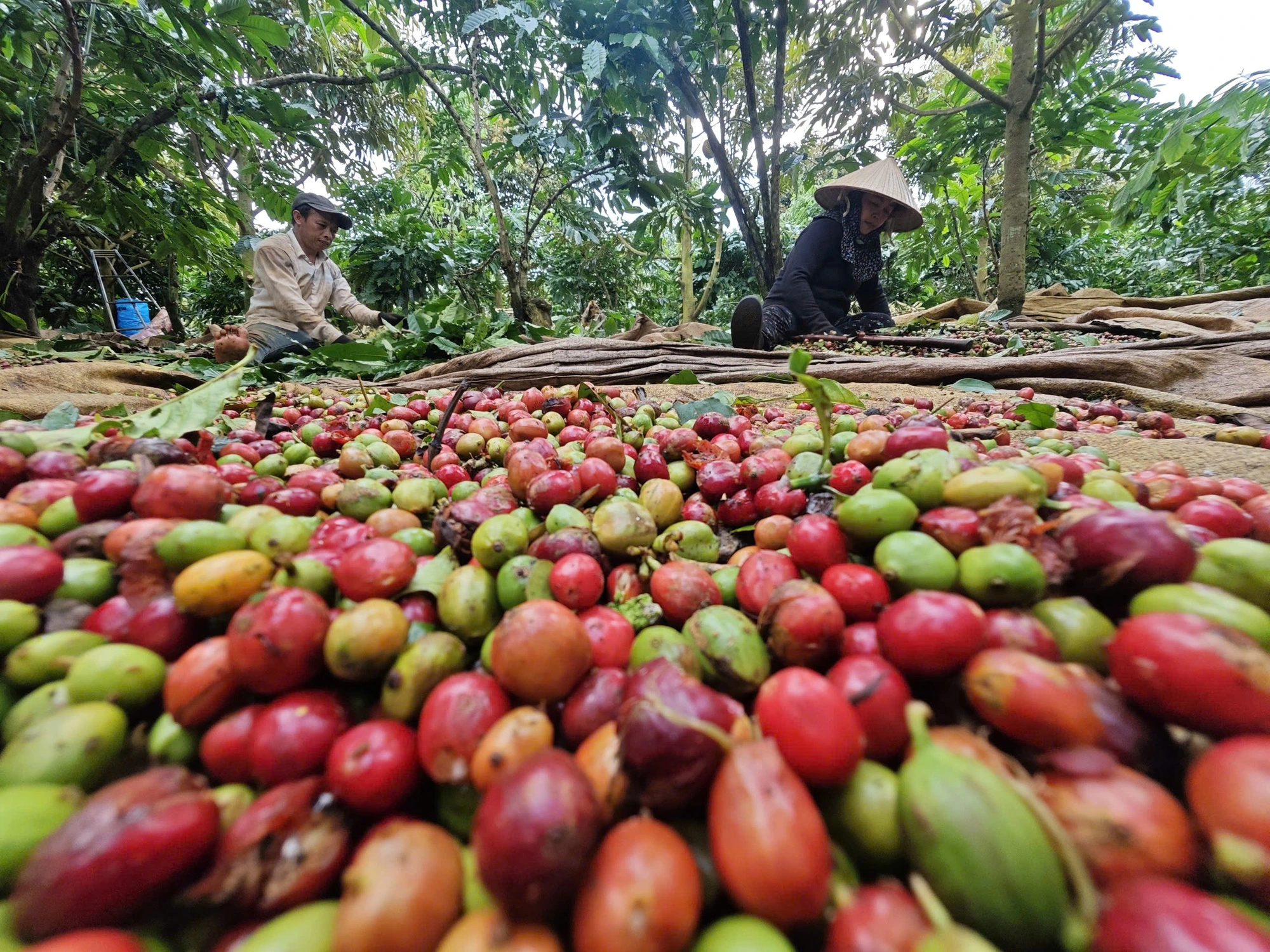 Làm gì để xuất khẩu nông sản lặp lại kỳ tích? - Ảnh 1