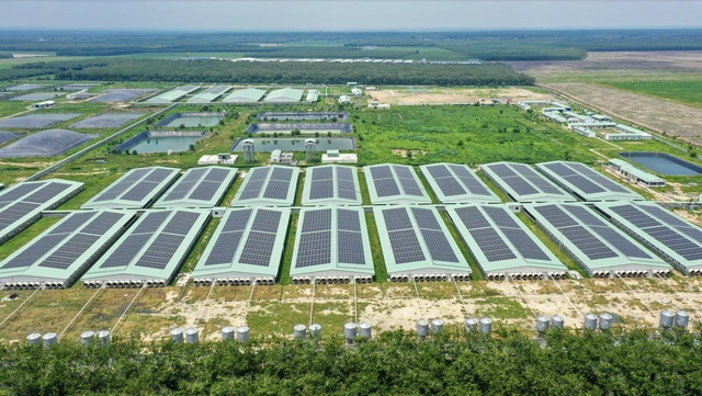 BAF Việt Nam: Cơ hội 'lội ngược dòng' sau chu kỳ biến động của ngành chăn nuôi - Ảnh 3