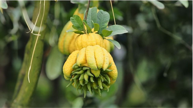 5 loại cây trồng trong nhà mang tới sung túc, may mắn năm 2026 - Ảnh 2